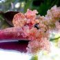 Mixed Finger Lime Green Red Pink Fruit 20 PCS Seeds