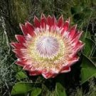 Mixed Fresh Rare Protea Cynaroides 50 PCS Seeds Mixed Fresh Rare Protea Cynaroides 50 PCS Seeds
