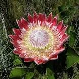 Mixed Fresh Rare Protea Cynaroides 50 PCS Seeds