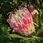Mixed Fresh Rare Protea Cynaroides 50 PCS Seeds