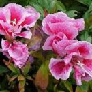 Mixed Godetia Monarch Clarkia Amoena Flowers 50 PCS Seeds