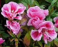 Mixed Godetia Monarch Clarkia Amoena Flowers 50 PCS Seeds