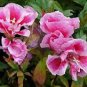 Mixed Godetia Monarch Clarkia Amoena Flowers 50 PCS Seeds