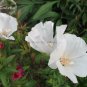 Mixed Godetia Monarch Clarkia Amoena Flowers 50 PCS Seeds