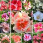 Mixed Godetia Monarch Clarkia Amoena Flowers 50 PCS Seeds