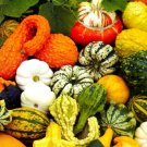 Mixed Gourds Ornamental Pumpkin 50 PCS Seeds