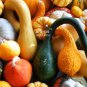 Mixed Gourds Ornamental Pumpkin 50 PCS Seeds
