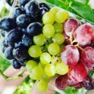 Mixed Grape Vitis Vinifera Vine Delicious Fresh Fruit 15 PCS Seeds Mixed Grape Vitis Vinifera Vine Delicious Fresh Fruit 15 PCS Seeds