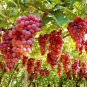 Mixed Grape Vitis Vinifera Vine Delicious Fresh Fruit 15 PCS Seeds