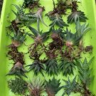 Mixed Haworthia 20 PCS Seeds