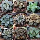 Mixed Haworthia Seeds (approx 15 varieties) 20 PCS Seeds