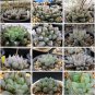 Mixed Haworthia Seeds (approx 15 varieties) 20 PCS Seeds