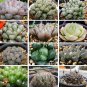 Mixed Haworthia Seeds (approx 15 varieties) 20 PCS Seeds
