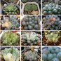 Mixed Haworthia Seeds (approx 15 varieties) 20 PCS Seeds