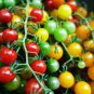 Mixed Heirloom 9 Types Edible Cherry Tomato 100 PCS Seeds