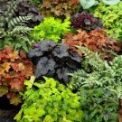 Mixed Heuchera Bonsai Seeds Coral Flower Coral Bells 100 PCS Seeds Mixed Heuchera Bonsai Seeds Coral Flower Coral Bells 100 PCS Seeds