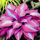 Mixed Hosta Bonsai Jardin Perennials Lily Flower Pot Bonsai White Lace 100 pcs Seeds