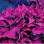 Mixed Hosta Bonsai Jardin Perennials Lily Flower Pot Bonsai White Lace 100 pcs Seeds