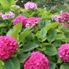 Mixed Hydrangea Flower Blue Red Pink White Colors 50 PCS Seeds Mixed Hydrangea Flower Blue Red Pink White Colors 50 PCS Seeds