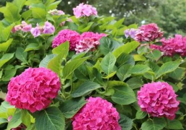 Mixed Hydrangea Flower Blue Red Pink White Colors 50 PCS Seeds