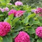 Mixed Hydrangea Flower Blue Red Pink White Colors 50 PCS Seeds