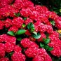 Mixed Hydrangea Flower Blue Red Pink White Colors 50 PCS Seeds