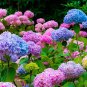 Mixed Hydrangea Flower Blue Red Pink White Colors 50 PCS Seeds