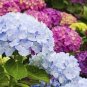 Mixed Hydrangea Flower Blue Red Pink White Colors 50 PCS Seeds