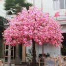 Mixed Japanese Sakura Flores Bonsai Cherry Blossoms 10 PCS Seeds