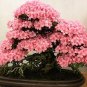Mixed Japanese Sakura Flores Bonsai Cherry Blossoms 10 PCS Seeds