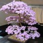 Mixed Japanese Sakura Flores Bonsai Cherry Blossoms 10 PCS Seeds