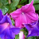 Mixed Kikyo-zaki Morning Glory 50 PCS Seeds