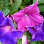Mixed Kikyo-zaki Morning Glory 50 PCS Seeds