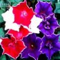 Mixed Kikyo-zaki Morning Glory 50 PCS Seeds