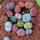 Mixed Many Types of Lithop Seeds Living Stones Rich Colorful 100 PCS Seeds Mixed Many Types of Lithop Seeds Living Stones Rich Colorful 100 PCS Seeds