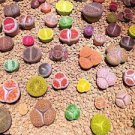 Mixed Many Types of Lithop Seeds Living Stones Rich Colorful 1000 PCS Seeds