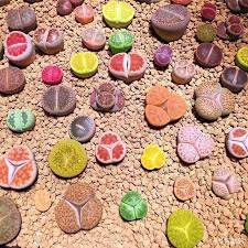 Mixed Many Types of Lithop Seeds Living Stones Rich Colorful 1000 PCS Seeds