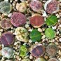 Mixed Many Types of Lithop Seeds Living Stones Rich Colorful 1000 PCS Seeds