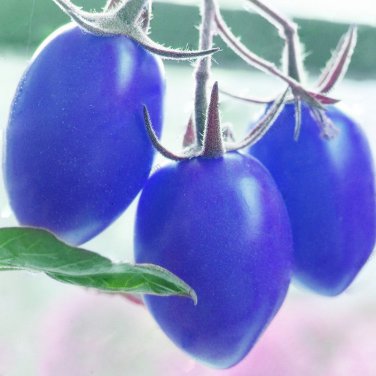 Mixed Pear-shaped and Round Purple Cherry Tomato 100 PCS Seeds