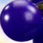 Mixed Pear-shaped and Round Purple Cherry Tomato 100 PCS Seeds