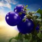 Mixed Pear-shaped and Round Purple Cherry Tomato 100 PCS Seeds