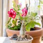Mixed Pink & Crimson Red Adenium Desert Rose 2 PCS Seeds