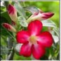 Mixed Pink & Crimson Red Adenium Desert Rose 2 PCS Seeds