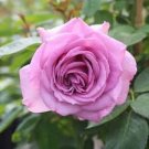 Mixed Purple Blue Big Blooming Climbing Rose Shrub 50 PCS Seeds