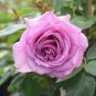 Mixed Purple Blue Big Blooming Climbing Rose Shrub 50 PCS Seeds