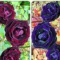 Mixed Purple Blue Big Blooming Climbing Rose Shrub 50 PCS Seeds
