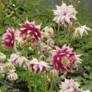 Mixed Purple Green White Red Columbine Double Flowers 50 PCS Seeds Mixed Purple Green White Red Columbine Double Flowers 50 PCS Seeds