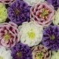 Mixed Purple Green White Red Columbine Double Flowers 50 PCS Seeds