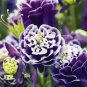 Mixed Purple Green White Red Columbine Double Flowers 50 PCS Seeds