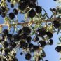 Mixed Qinhai Black & Red Ningxia Gogi Wolfberry 50 PCS Seeds